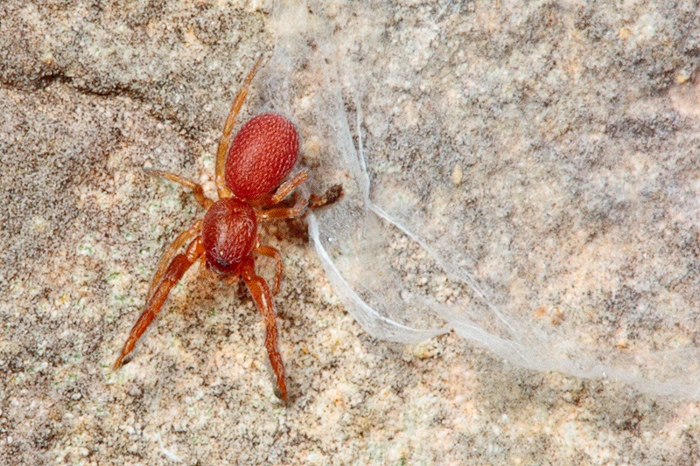 Palpimanus punctatus